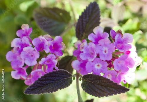 Wallpaper Mural Nature Torontodigital.ca