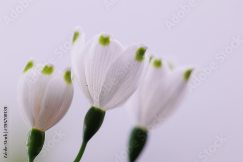 3 white spring flowers closeup