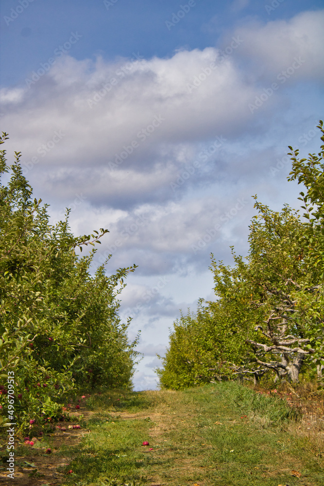 Obraz premium Apple Orchard Lane