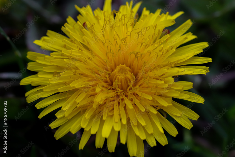 close-up of a beautiful yellow flower close-up of a beautiful yellow flower