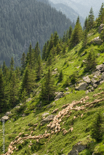 Big Herd of sheeps grazing in mountains. © Mazur Travel