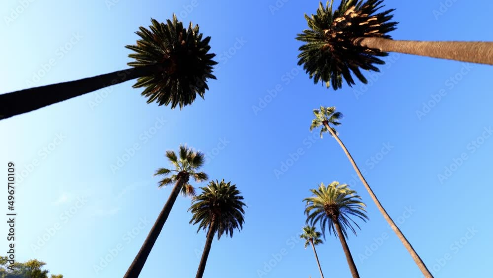 Camera looks up as it moves past rows a palm trees in Beverly Hills California