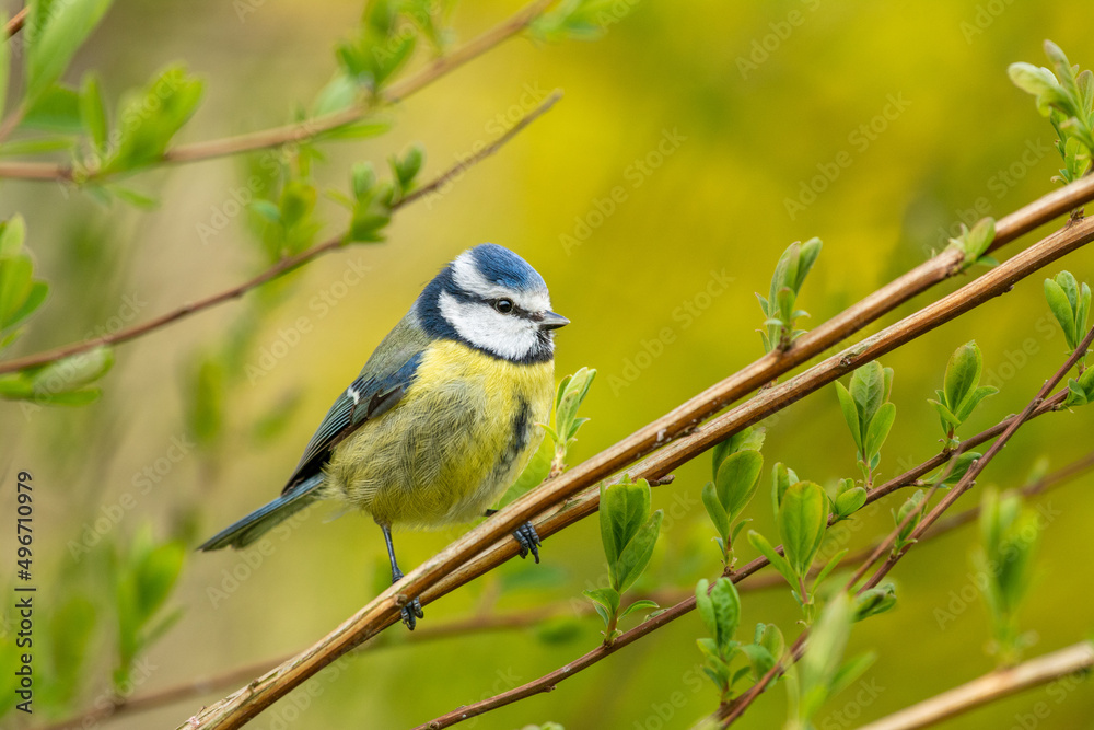 Obraz premium A Blue Tit on a twig with new leaves. The blue tit is among the small branches of a bush. New leaves are signs that spring has arrived. there is copy space around the bird.