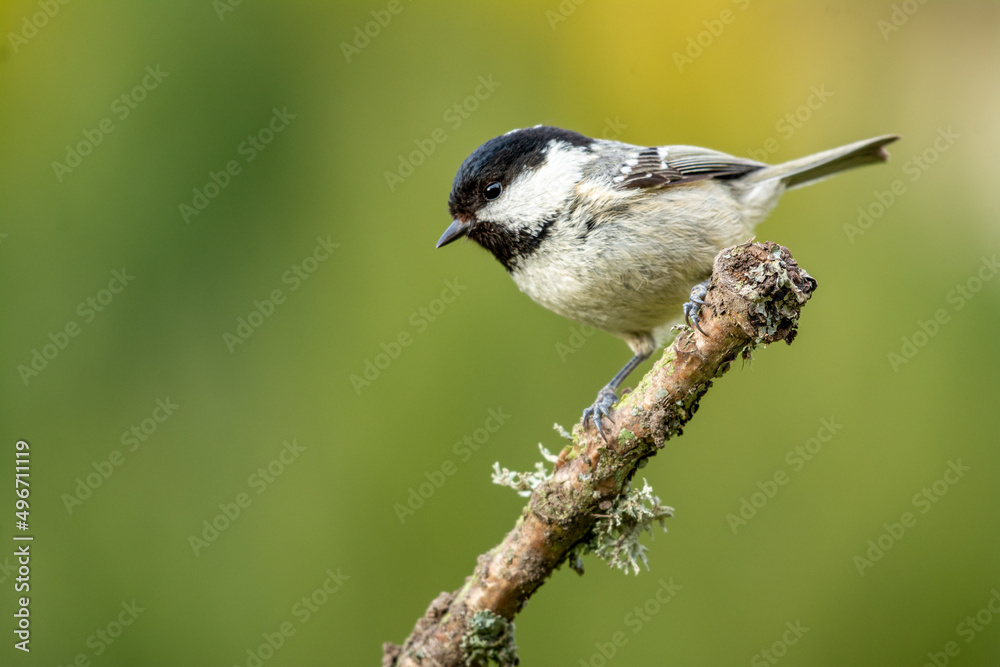 Obraz premium A coal Tit on top of a lichen covered branch,. A coal tit perched on top of a twig that is covered in lichen and moss. The background is blurred and out of focus with copy space around the bird.