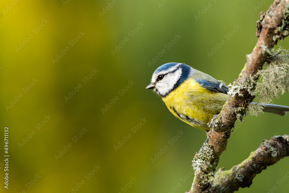 Obraz premium A blue Tit on a lichen covered branch, facing left. A side view of a blue tit which is perched on a twig that is covered in lichen and moss. The background is blurred and out of focus with copy space