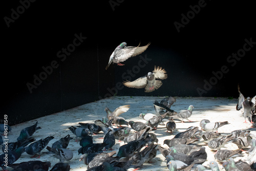 Lovely wild pigeons bird live in urban environment photo