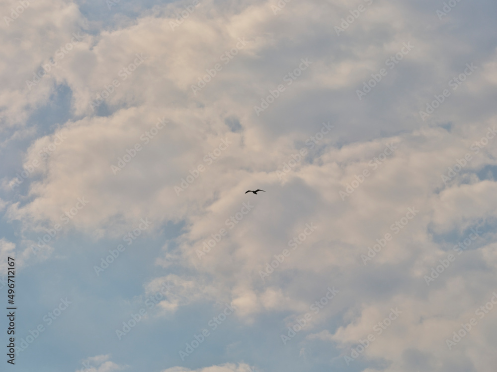 a cloudy sky and a seagull flying in the distance