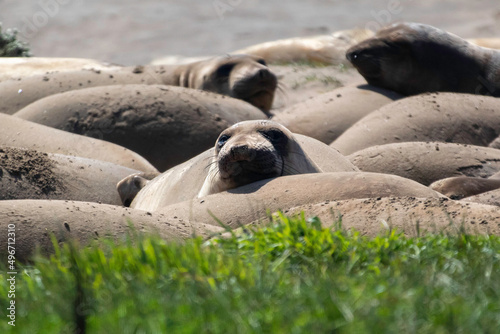 Juvenile Elephant seals on the beach in the month of March