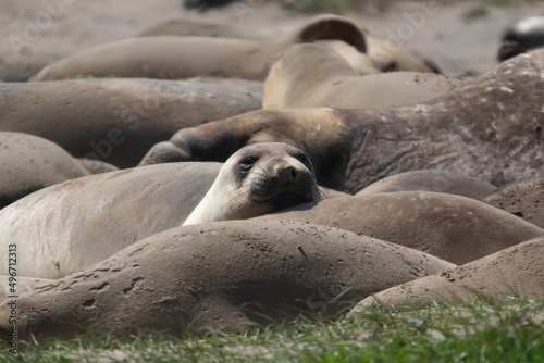 Juvenile Elephant seals on the beach