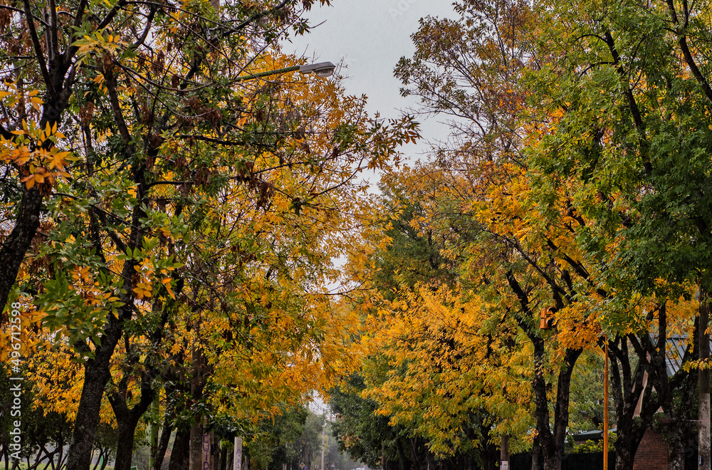 Fototapeta premium Paisaje otoñal lluvioso a través del cristal del auto