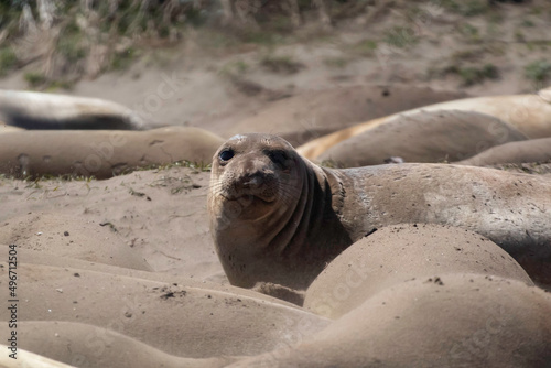 Juvenile Elephant seals on the beach