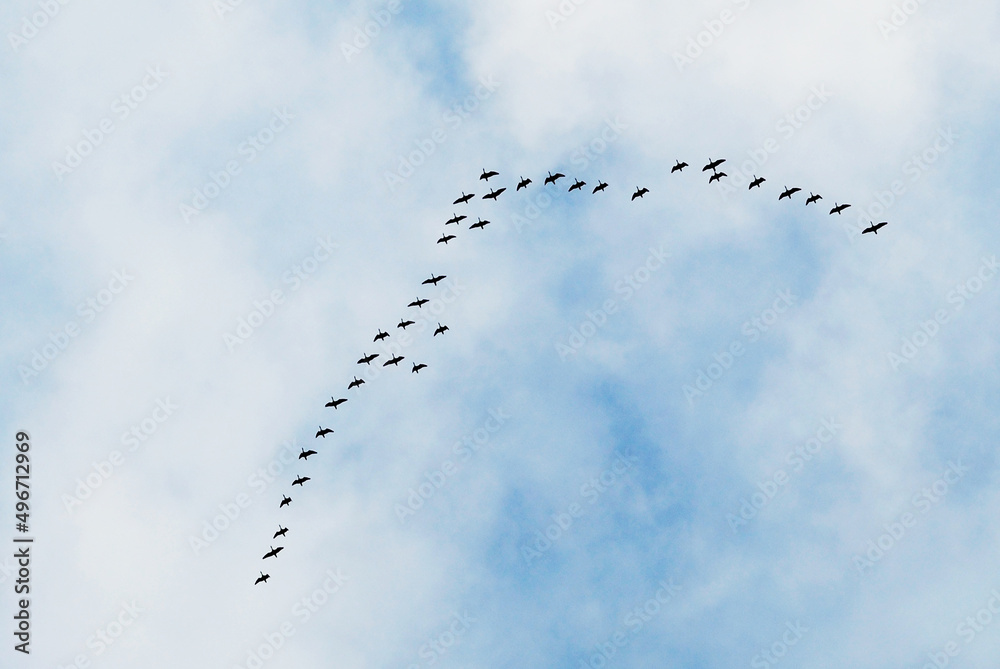 A flock of birds flew in the sky in spring A flock of birds flew in the sky in spring