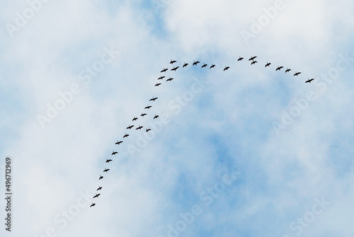 A flock of birds flew in the sky in spring