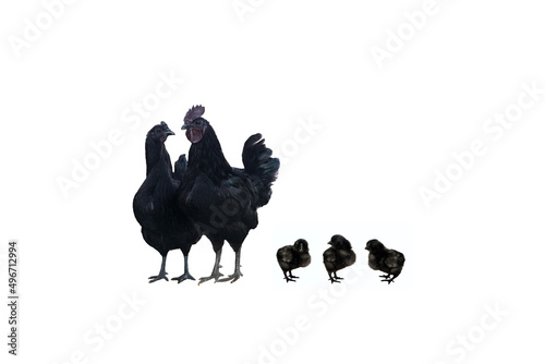 Family of black hens of the dongxiang breed on a white background