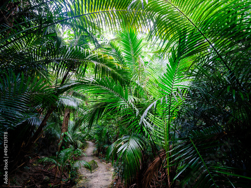 石垣島のジャングル