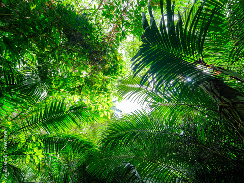 石垣島のジャングル
