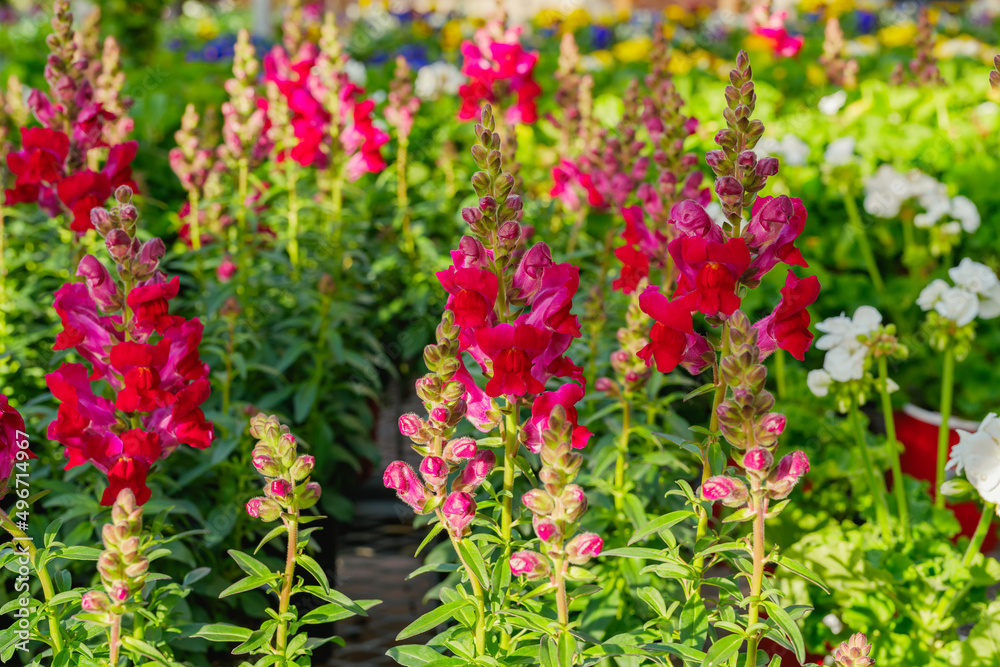 Obraz premium Snapdragon flowers in bloom. Antirrhinum flowers in pots