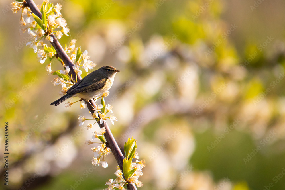 Obraz premium Willow warbler bird on flowering branch in spring