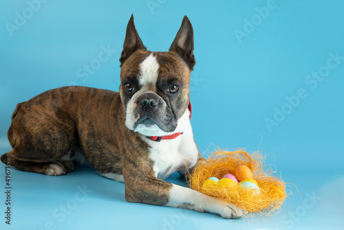 Funny Boston terrier congratulates on Easter with colored eggs on a blue background © galina
