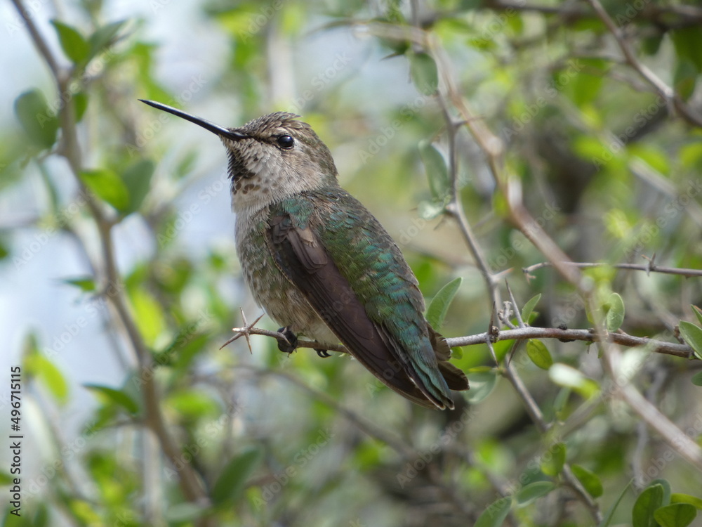 Fototapeta premium hummingbird on a branch