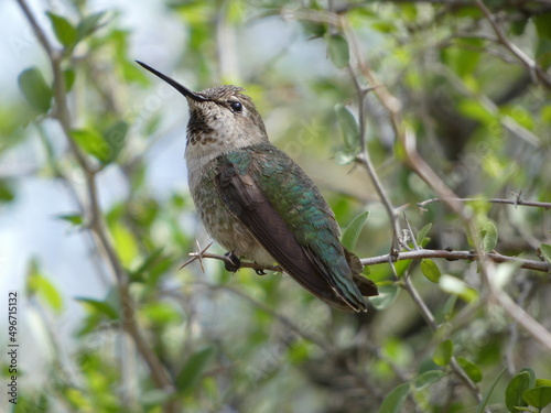 hummingbird on a branch © Karri