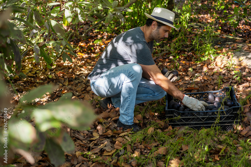 worker puts hass avocado into plastic box in the field worker puts hass avocado into plastic box in the field