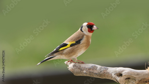 Goldfinch on a branch in wood in UK