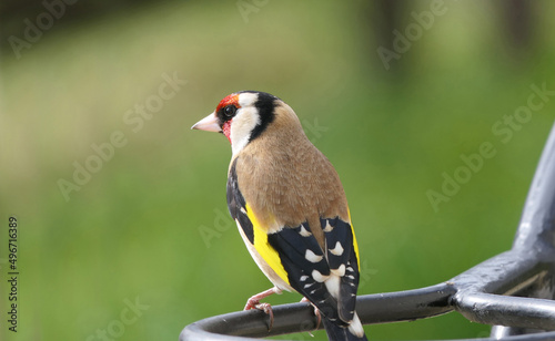 Goldfinch on a gate in wooda in the UK © peter