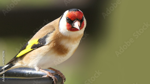 Photo Goldfinch on a gate in wooda in the UK
