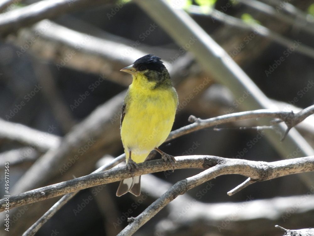 Naklejka premium bird on a branch