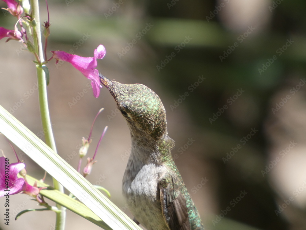 Obraz premium hummingbird on a flower