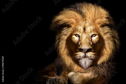 African male lion portrait   wildlife animal isolated 