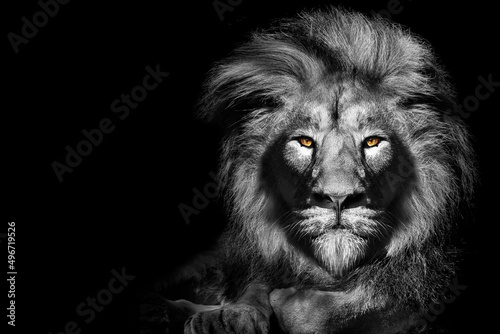 African male lion portrait   wildlife animal isolated black white 