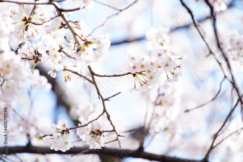 東京の公園で咲く桜の花