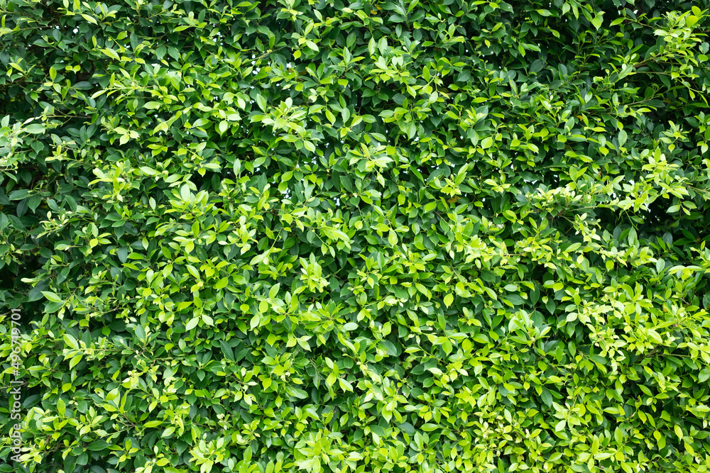 green leaves wall background, leaf wall nature background green leaves wall background, leaf wall nature background