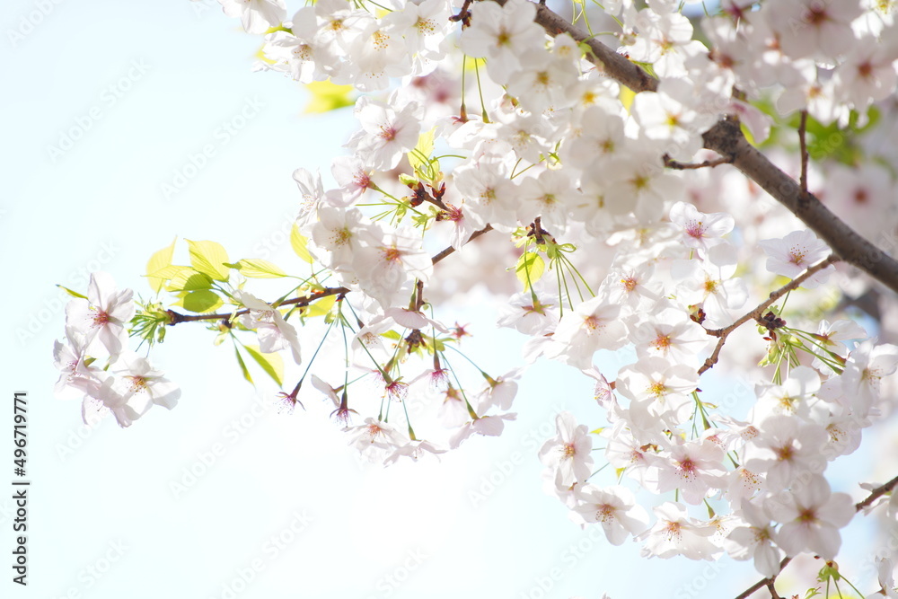 東京の公園で咲く桜の花 東京の公園で咲く桜の花