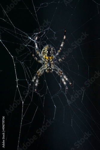 Spider on the web. Spider with black backround. Macro spider. Macro web. Macro nature world photo. Wildlife spider. Spider on the net.