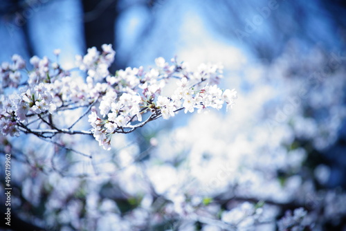 東京の公園で咲く桜の花 © rika_portrait