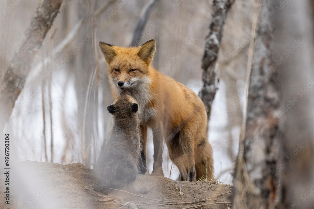 Fototapeta premium Female red fox in spring with babies