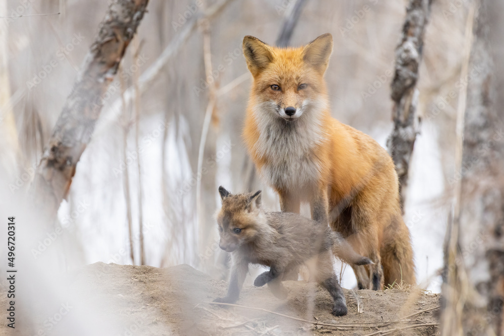 Obraz premium Female red fox in spring with babies