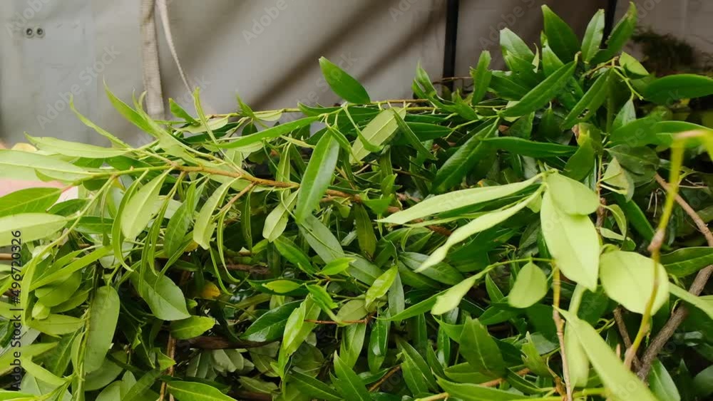 Bio garbage.Cut tree branches are unloaded from the trailer.green compost with many different plant.green waste. 4k footage Bio garbage.Cut tree branches are unloaded from the trailer.green compost with many different plant.green waste. 4k footage