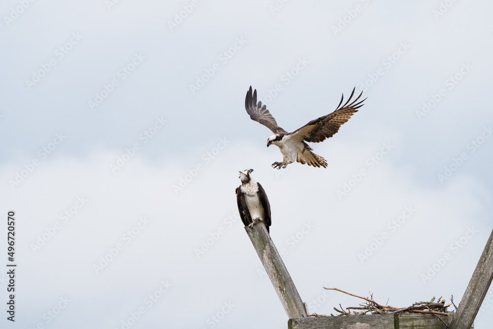 Obraz premium Osprey ready for mating with soft clouds in the background