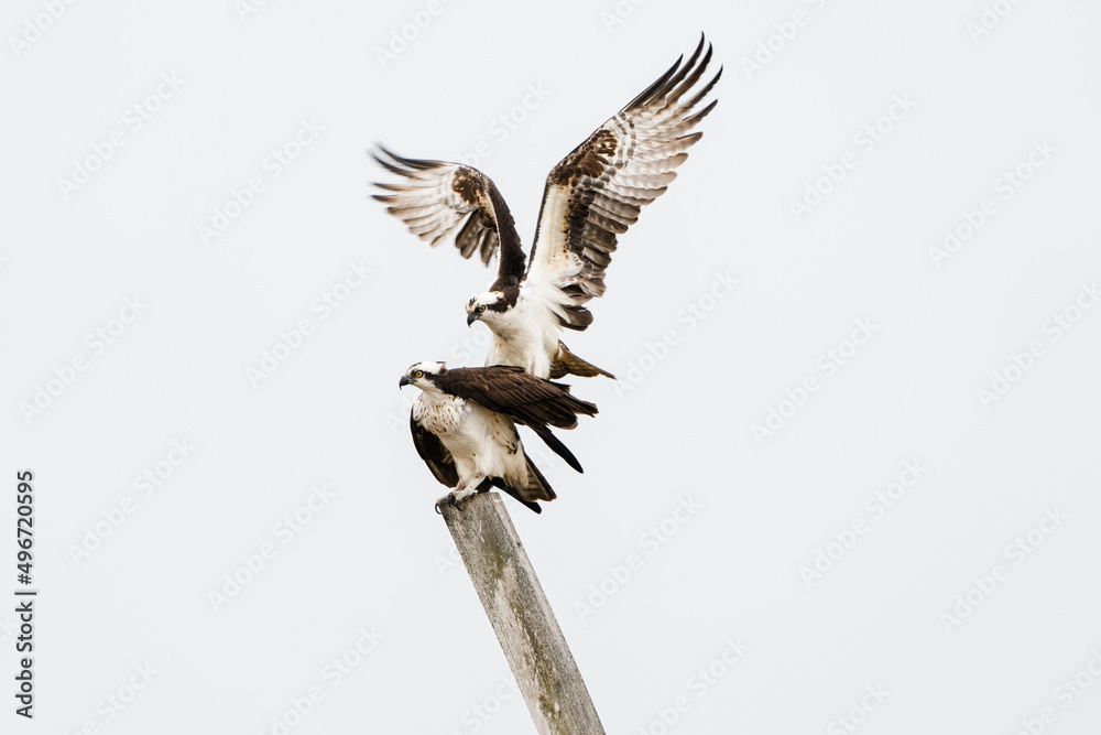 Obraz premium Osprey ready for mating isolated white background