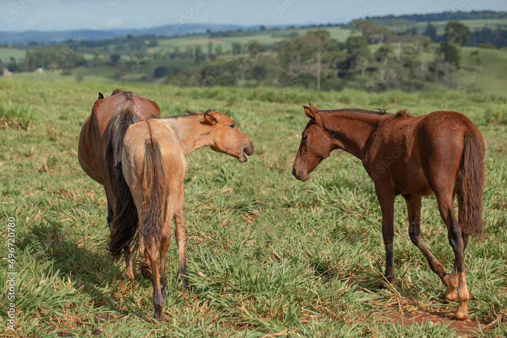 Group of Mangalarga Marchador horses and mares loose in the green pasture. Mares and foals on the farm loose. Group of Mangalarga Marchador horses and mares loose in the green pasture. Mares and foals on the farm loose.