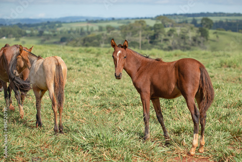 Group of Mangalarga Marchador horses and mares loose in the green pasture. Mares and foals on the farm loose.