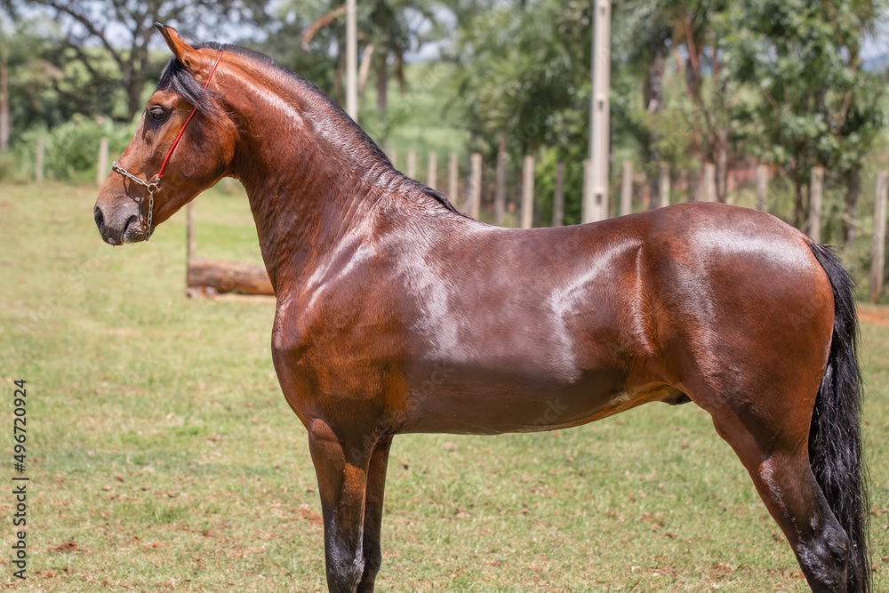Fototapeta premium Wonderful bay horse of the Mangalarga Marchador breed. Animal training and taming concept. Characteristic posture of the breed.