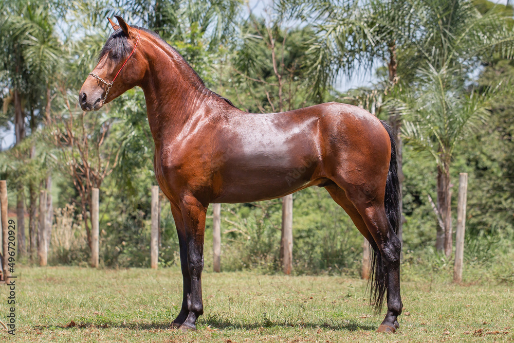 Wonderful bay horse of the Mangalarga Marchador breed. Animal training and taming concept. Characteristic posture of the breed. Wonderful bay horse of the Mangalarga Marchador breed. Animal training and taming concept. Characteristic posture of the breed.