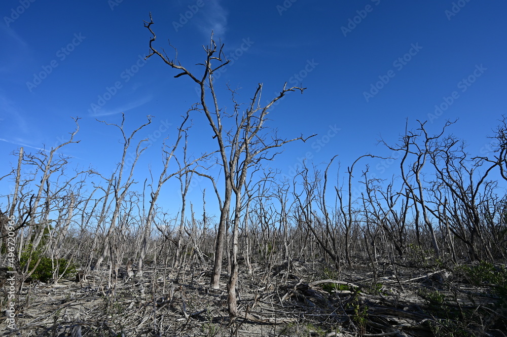 Mangrove forest in Everglades National Park, Florida severely damaged by Hurricane Irma in 2017. Mangrove forest in Everglades National Park, Florida severely damaged by Hurricane Irma in 2017.