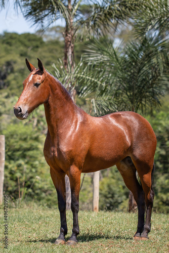 Wonderful bay mare of the Mangalarga Marchador breed. Animal training and taming concept. Characteristic posture of the breed. © Belarmino