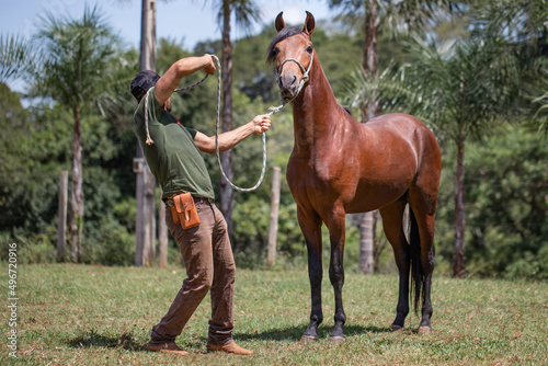 Wonderful bay horse of the Mangalarga Marchador breed with its trainer. Animal training and taming concept.